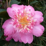 Camellia sasanqua Belinda