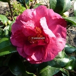 Camellia sasanqua Bonanza (3)