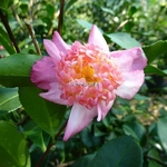 Camellia sasanqua Choji Guruma (1)