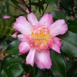 Camellia sasanqua Choji Guruma (10)