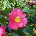 Camellia sasanqua Crimson King (2)