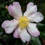 Camellia sasanqua Duff Alan (1)