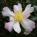 Camellia sasanqua Duff Alan (2)