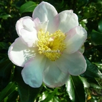 Camellia sasanqua Duff Alan (5)