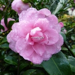 Camellia sasanqua Fanny (3)
