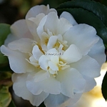 Camellia sasanqua Gay Sue