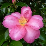 Camellia sasanqua Hiryu