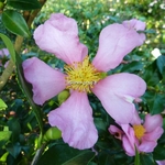 Camellia sasanqua Hugh Evans (1)