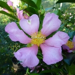 Camellia sasanqua Hugh Evans (3)