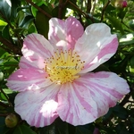 Camellia sasanqua Ishtar (2)