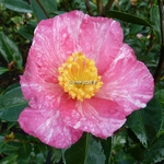 Camellia sasanqua Ishtar (3)