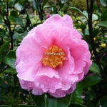 Camellia sasanqua Jennifer Susan