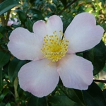 Camellia sasanqua Maidens Blush