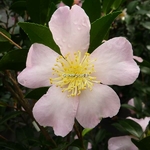 Camellia sasanqua Maidens Blush (2)