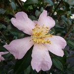 Camellia sasanqua Maidens Blush (3)