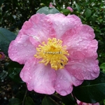 Camellia sasanqua Nodami Ushiro (3)