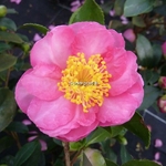 Camellia sasanqua Sandra (3)