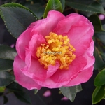 Camellia sasanqua Sandra (1)