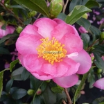 Camellia sasanqua Sandra (2)