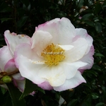 Camellia sasanqua Vanessa (2)