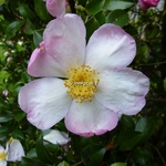 Camellia sasanqua Versicolor