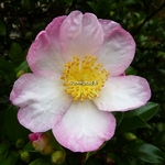 Camellia sasanqua Versicolor (1)