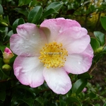 Camellia sasanqua Versicolor (3)