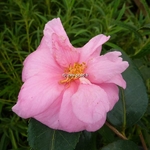 Camellia sasanqua Winter Joy (1)