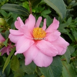 Camellia sasanqua Winter Joy (2)