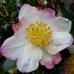 Camellia sasanqua Yae Arare (4)