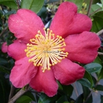 Camellia vernalis Yuletide (2)