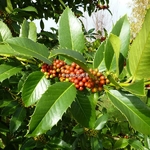 Ilex koehana Chesnut Leaf (2)