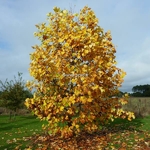 Liriodendron tulipifera (2)