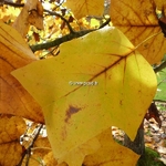 Liriodendron tulipifera (1)