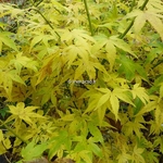 Acer palmatum Shidava Gold