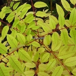 Toona sinensis Flamingo