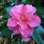 Camellia sasanqua Shishigashira (1)