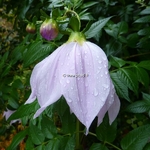 Dahlia imperialis (3)