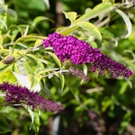 Buddleja davidii Aureovariegata