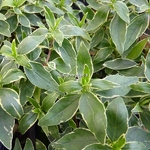 Abelia grandiflora Prostrata Variegata