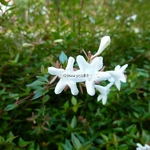 Abelia grandiflora Prostrata