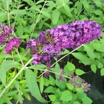 Buddleja davidii Royal Red (1)