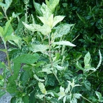 Clethra alnifolia Creels Calico (2)