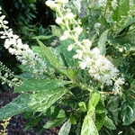 Clethra alnifolia Creel's Calico (3)