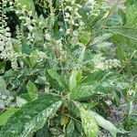 Clethra alnifolia Creels Calico (4)
