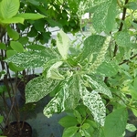 Clethra alnifolia Creels Calico (7)