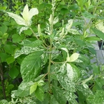 Clethra alnifolia Creels Calico (8)