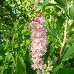 Clethra alnifolia Ruby Spice (5)