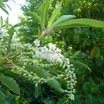 Clethra barbinervis (6)
