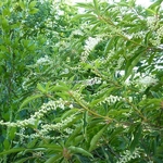 Clethra barbinervis (3)